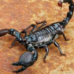Can Scorpions Climb Walls?
