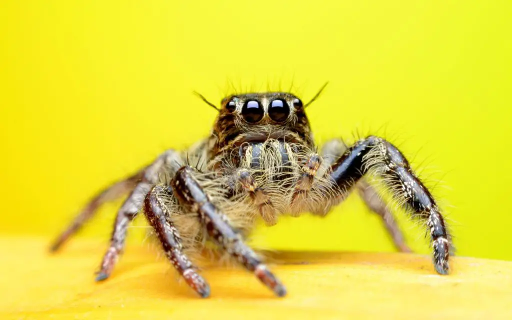 How far can a jumping spider jump?