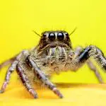 Can jumping spiders eat ants?