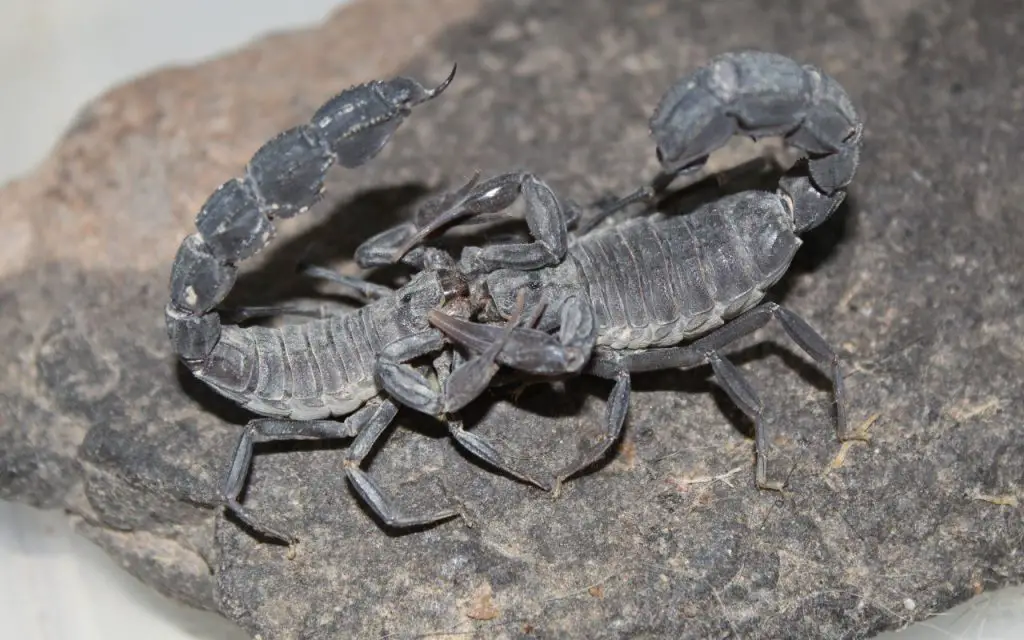 can scorpions climb walls?