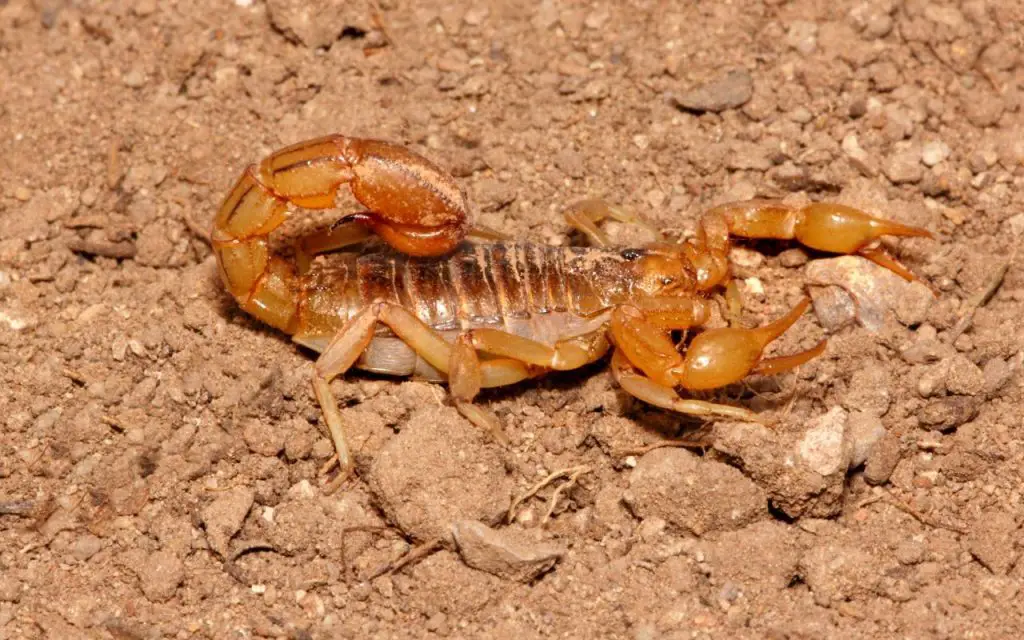 scorpions in arizona