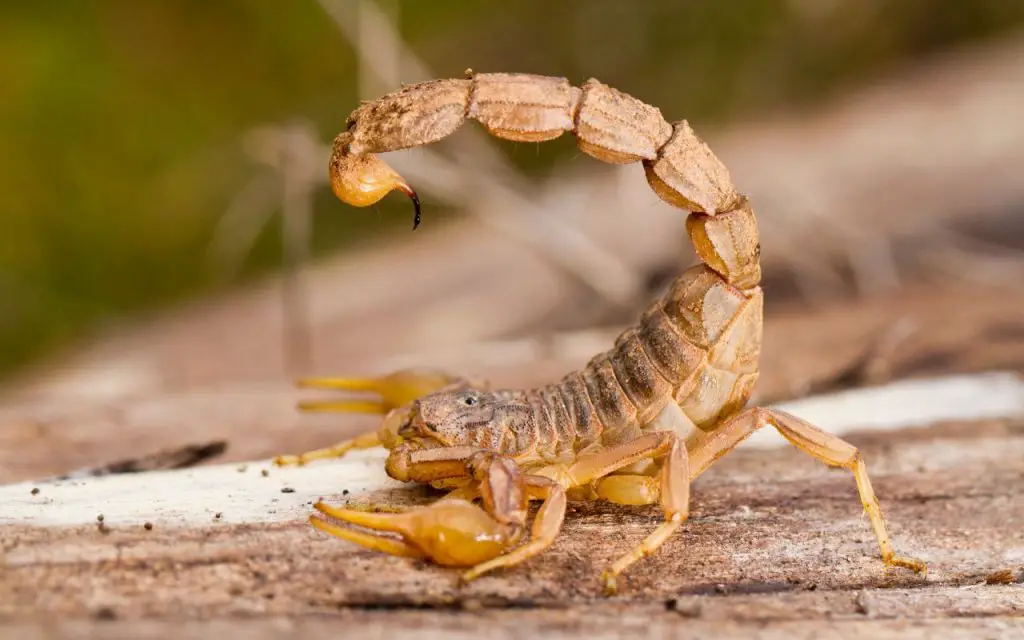 Why does a scorpion sting?