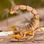 Can a scorpion live without its stinger?