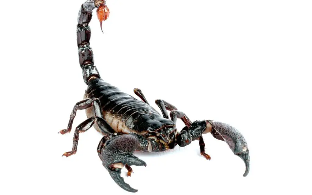 How big do Emperor Scorpions get?