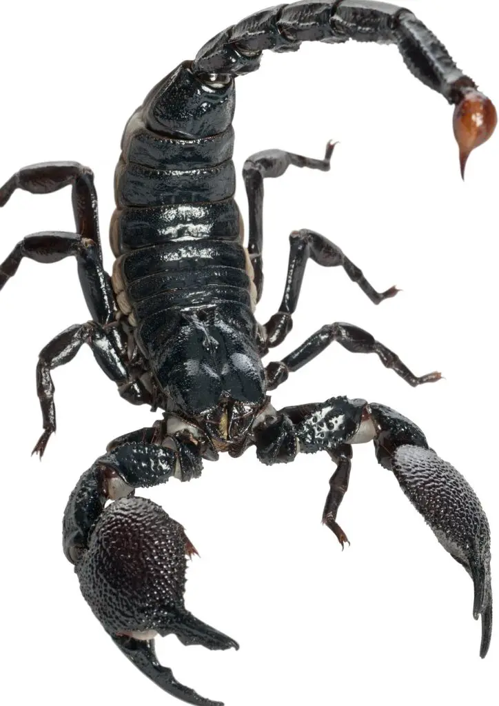 Emperor Scorpion care