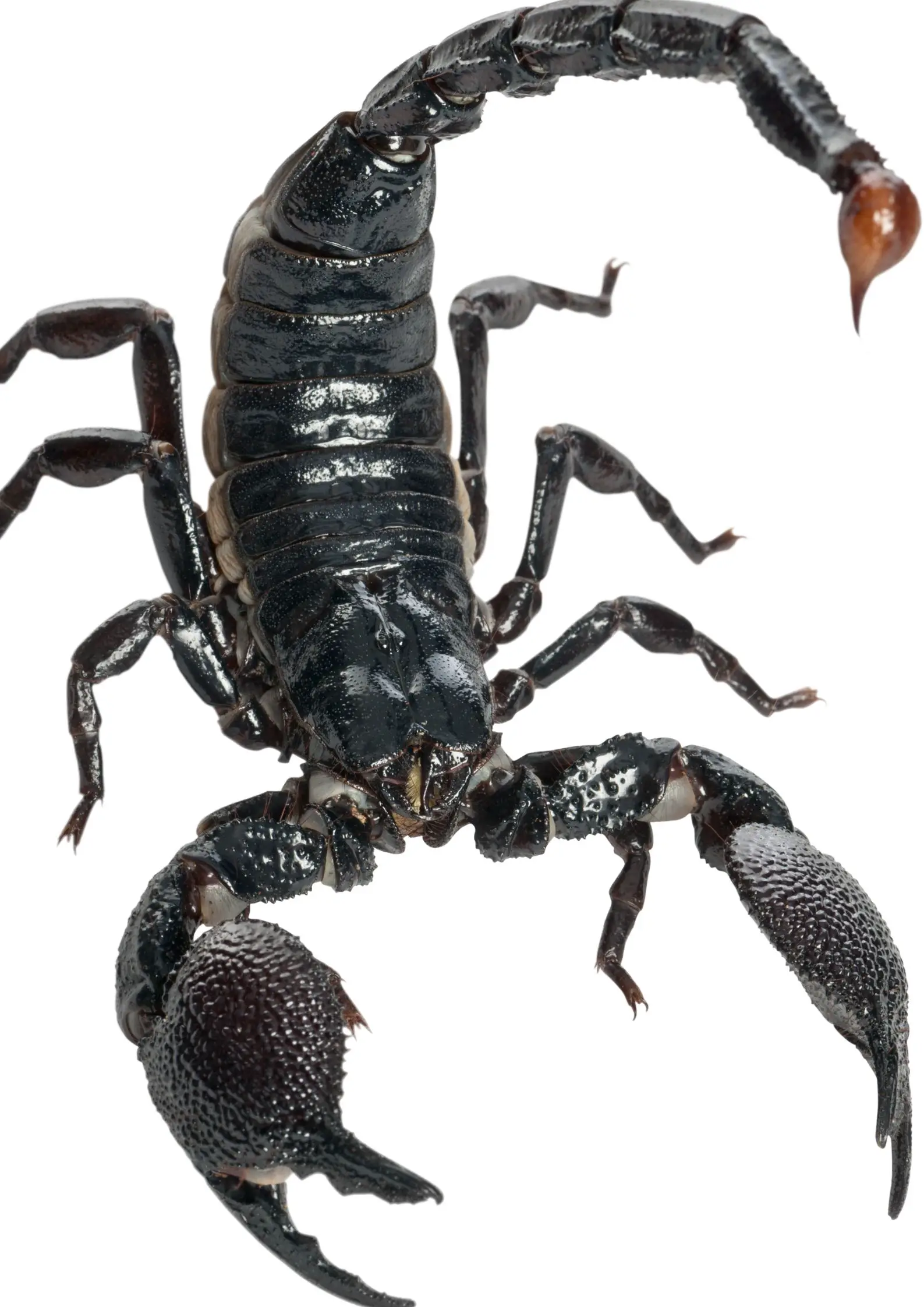 How big do Emperor Scorpions get?
