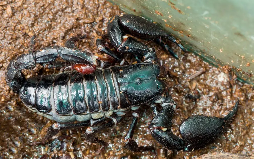 Emperor Scorpion care