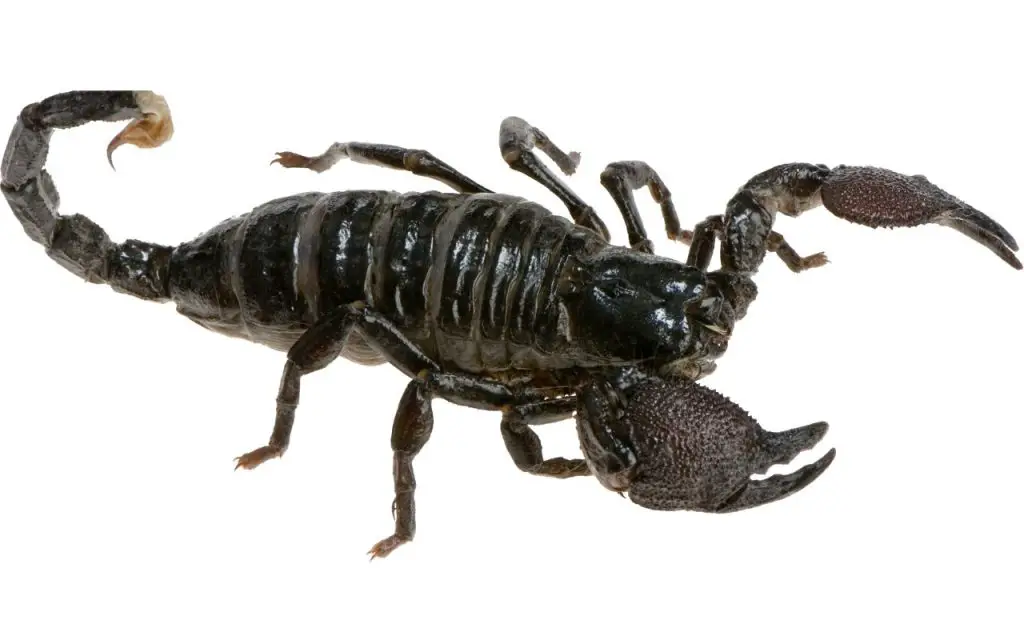 How big do Emperor Scorpions get? - The Spider Blog