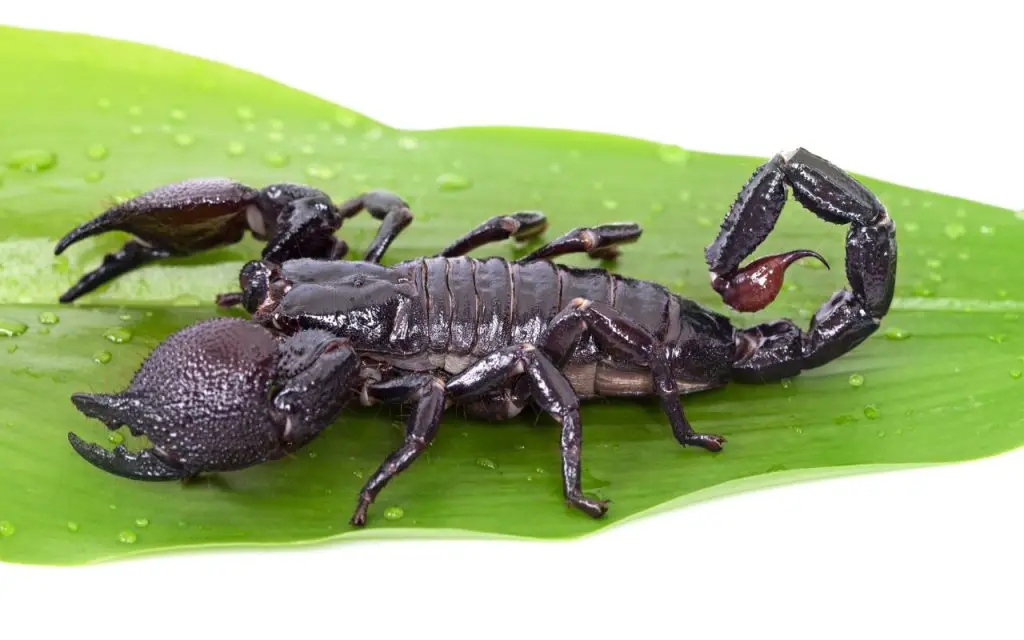 Emperor Scorpion care