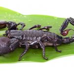 Emperor Scorpion on a green leaf