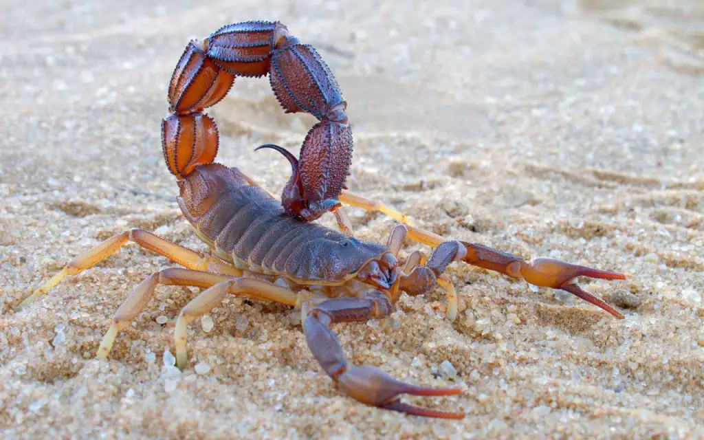 What Are the Symptoms of a Scorpion Sting?