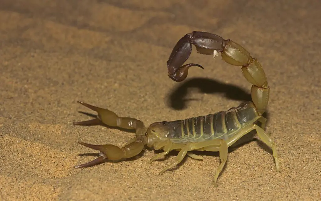 most dangerous scorpion species in the world