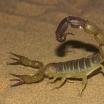 most dangerous scorpion species in the world
