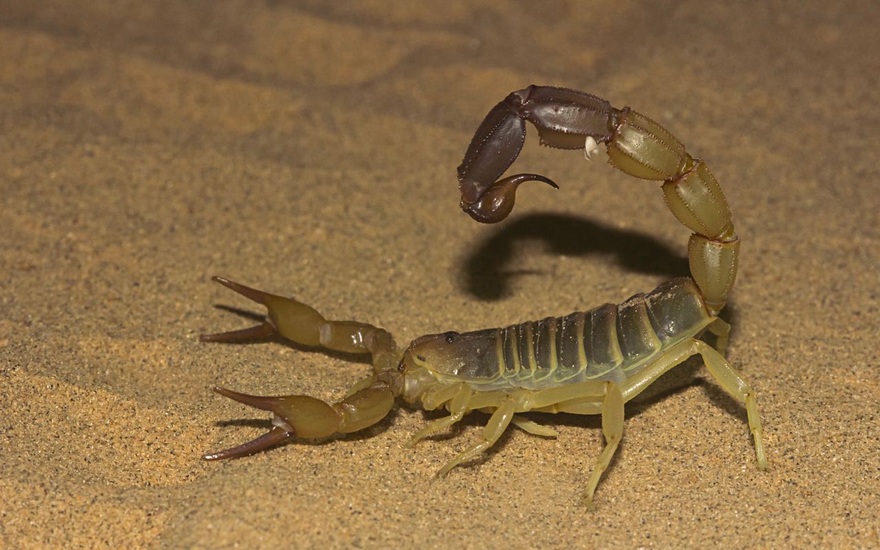 Why Do Scorpions Live in the Desert Biology Diagrams