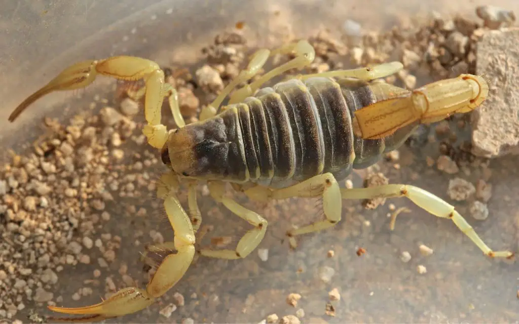 What Are the Symptoms of a Scorpion Sting?