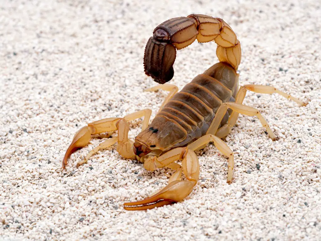 can scorpions climb walls?