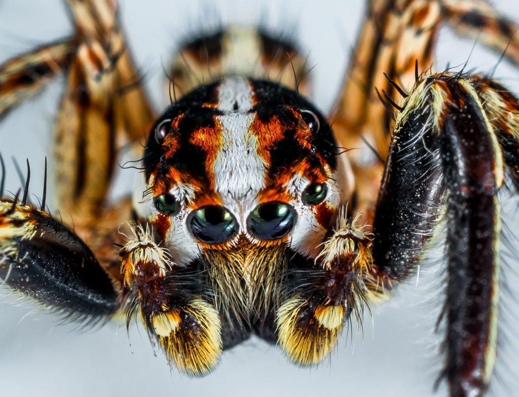 how long do Jumping spiders live?