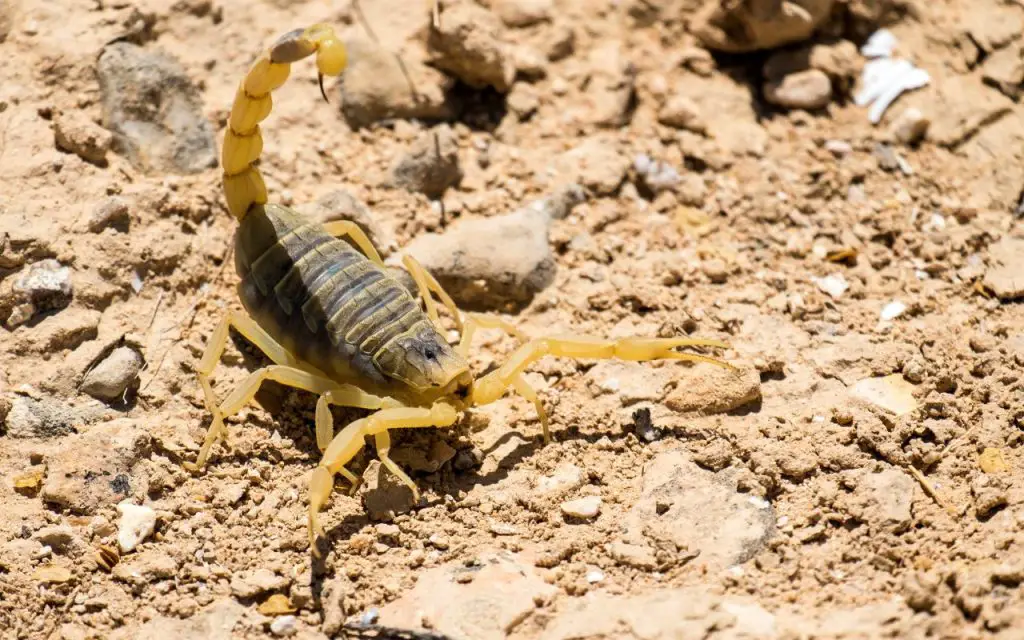 can scorpions climb glass?