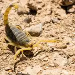 Where Does the Deathstalker Scorpion Live?