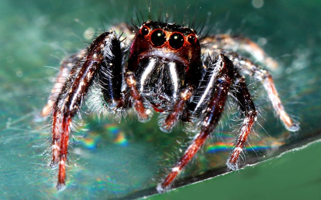 Are Jumping Spiders Aggressive?