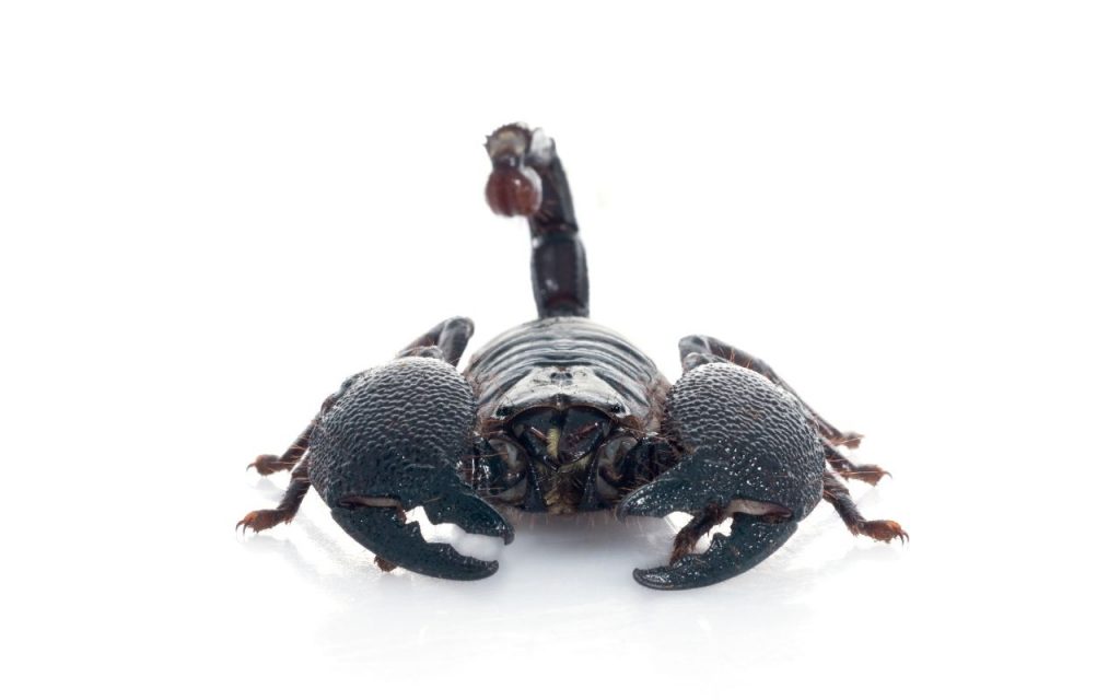 How big do Emperor Scorpions get?