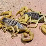 Scorpions of unknown species trying to hide from the sun