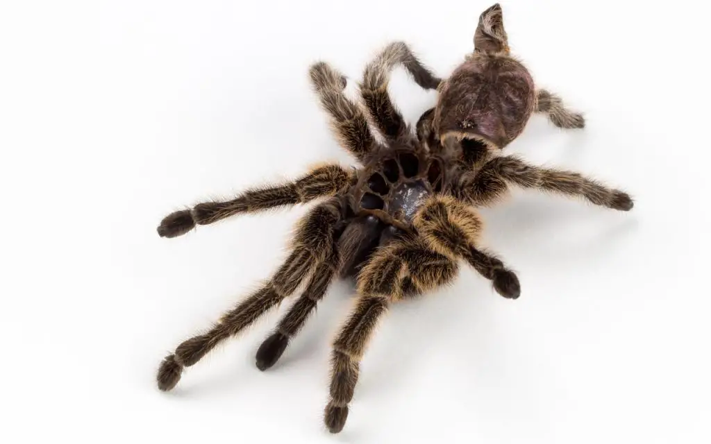 what is tarantula molting?