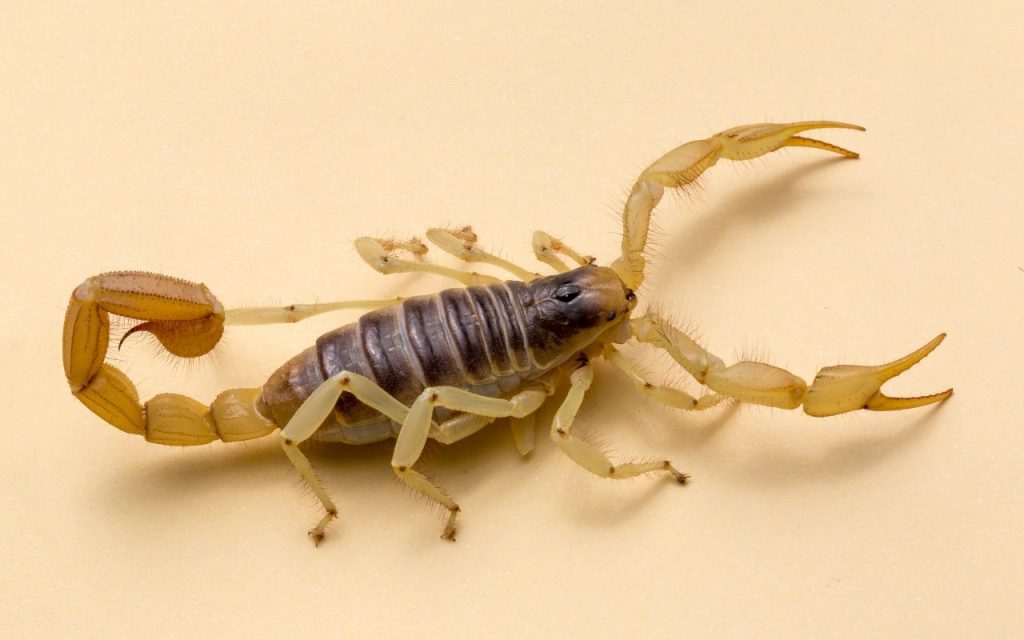 scorpions in arizona
