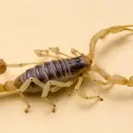 What scorpions are in Arizona?