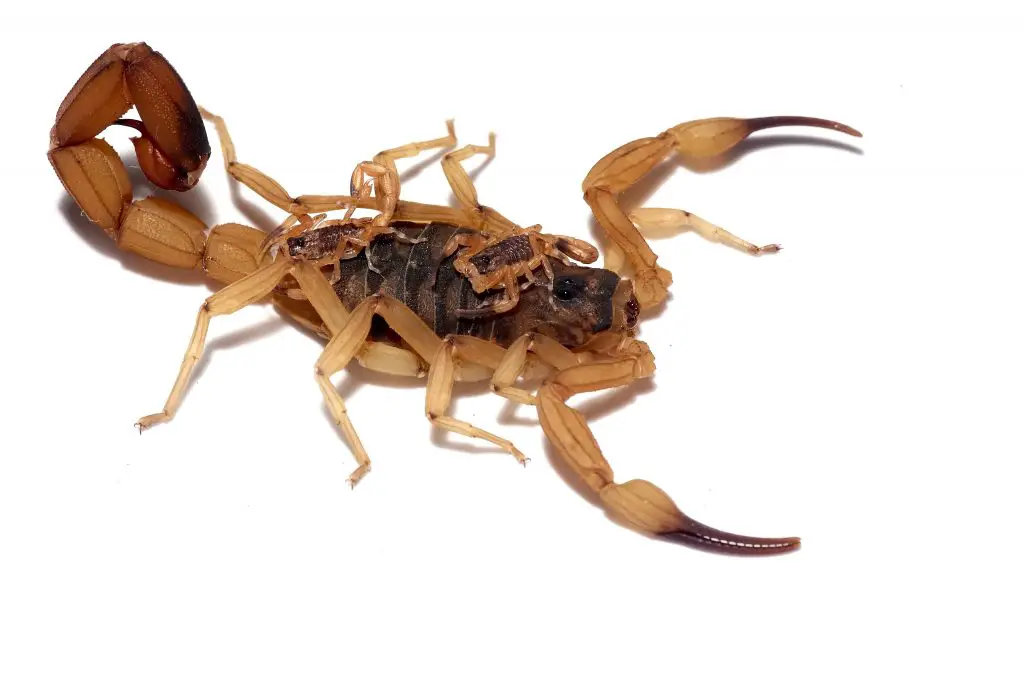 What Are the Symptoms of a Scorpion Sting?