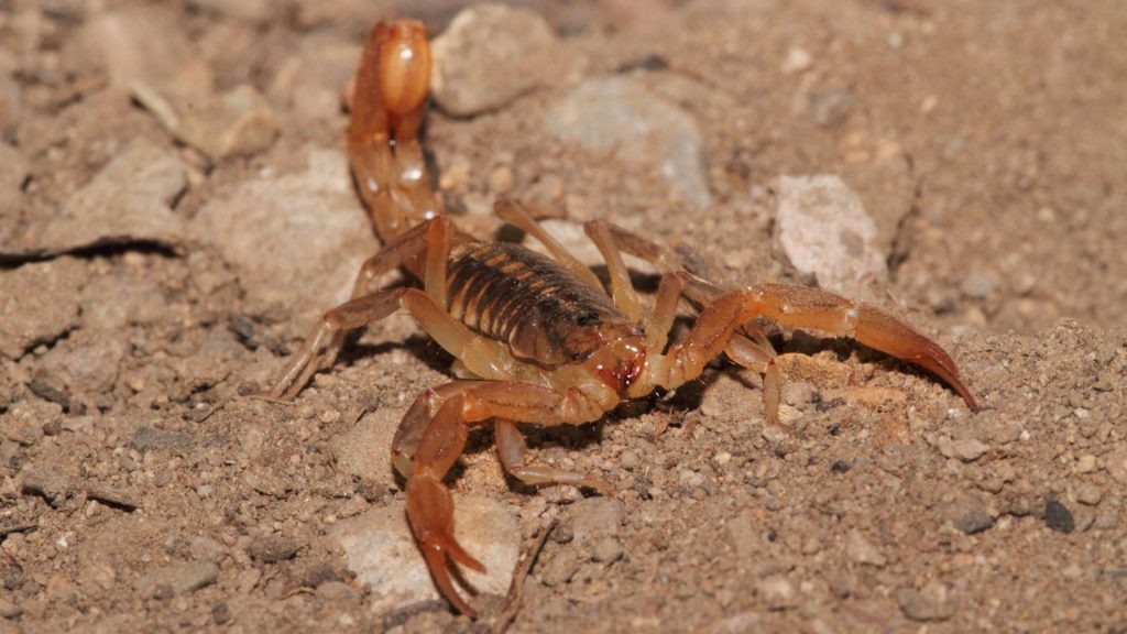 What scorpions are in Arizona?