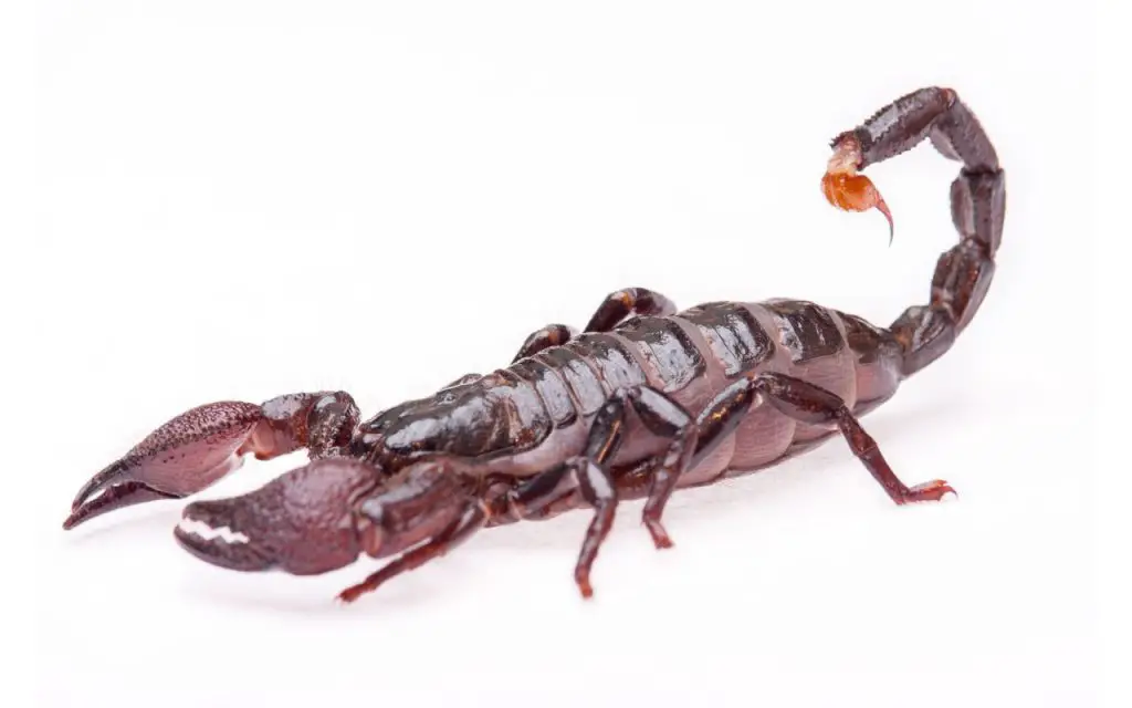 How big do Emperor Scorpions get?