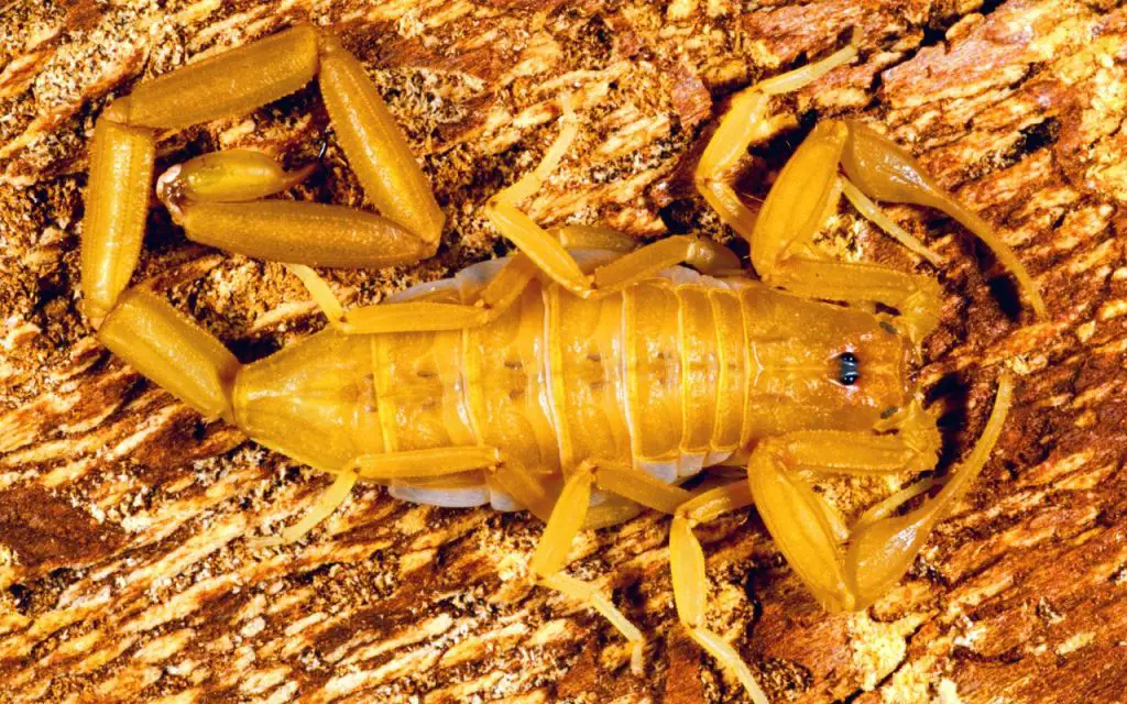 What scorpions are in Arizona?