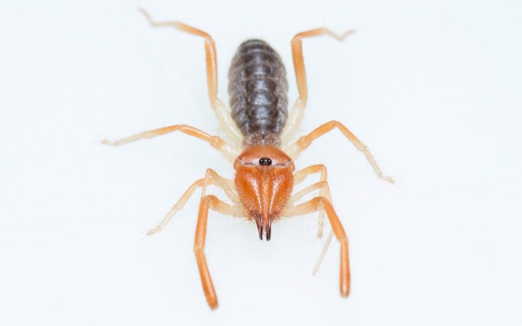 Are Camel Spider bites dangerous?