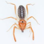 How did the Camel Spider get its name?