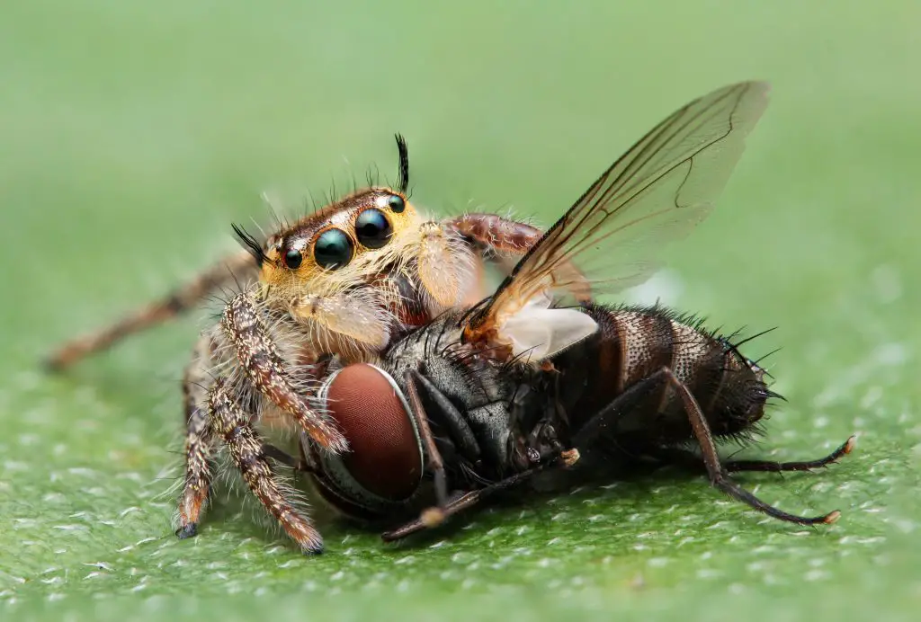 What do baby jumping spiders eat?