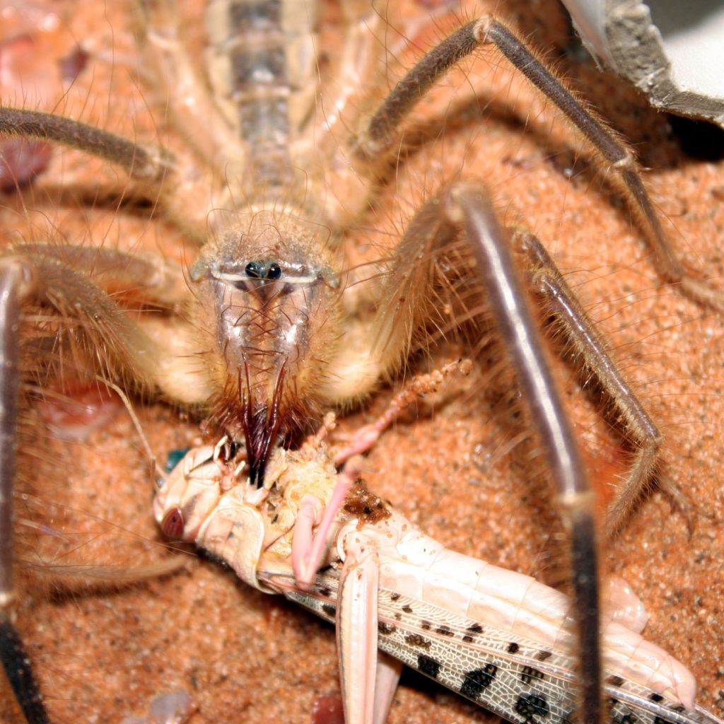 Where does the Camel Spider live?