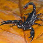 Asian Forest scorpion on a leaf in tropical garden