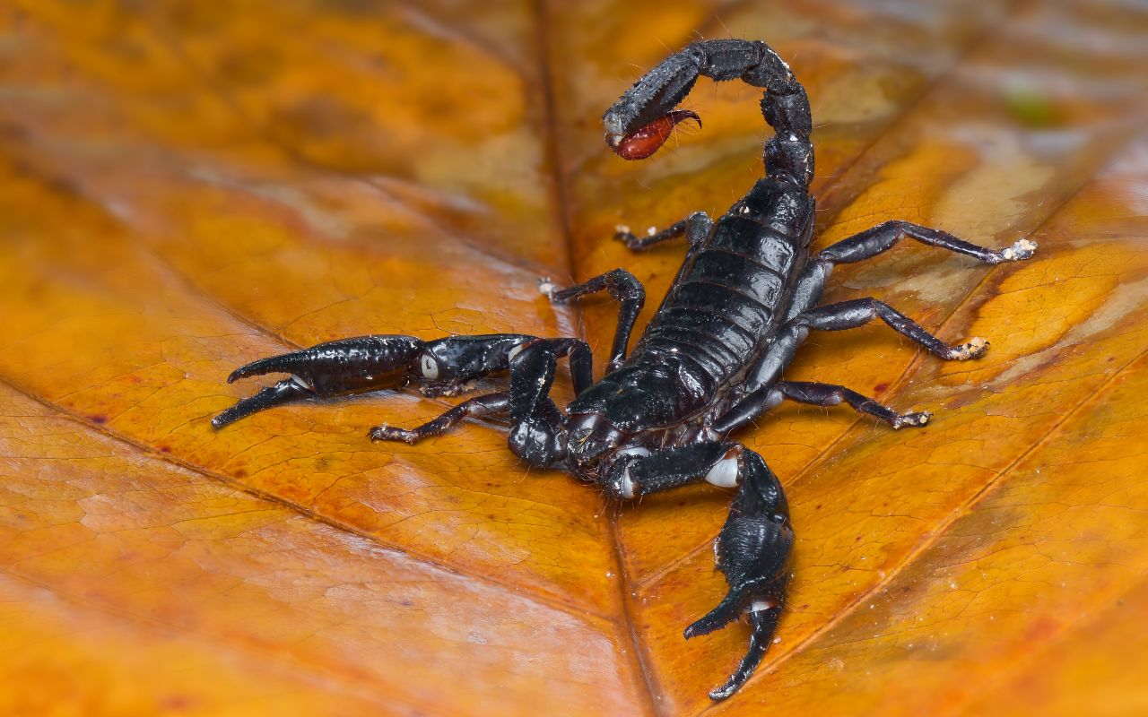 The Dangers of Scorpion Sting Allergy