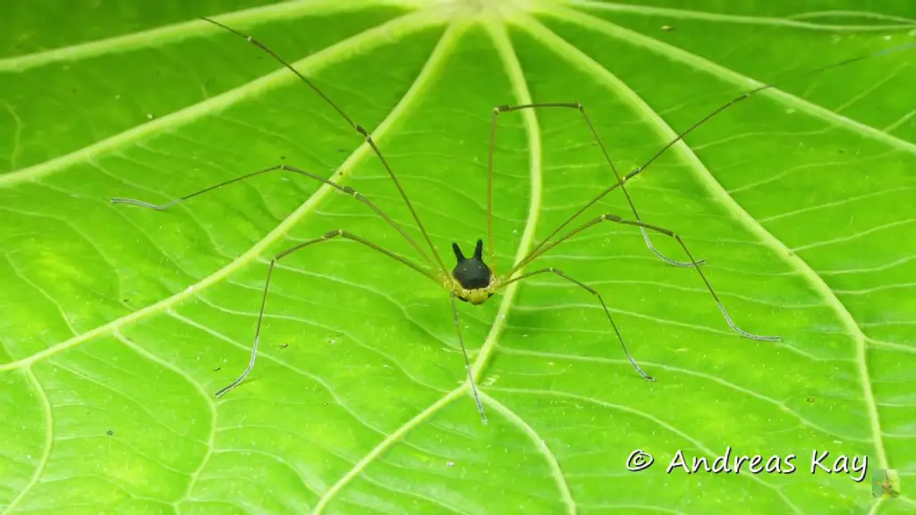 bunny harvestman spider facts