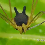 Bunny harvestman cleaning its leg with its chelicerae