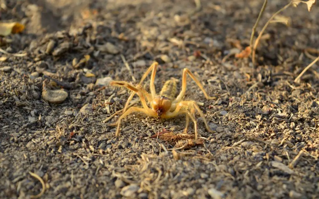 How did the Camel Spider get its name?