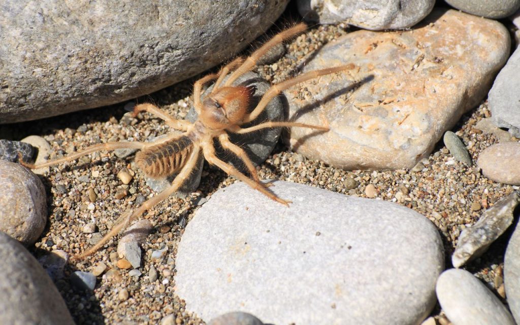 Where does the Camel Spider live?