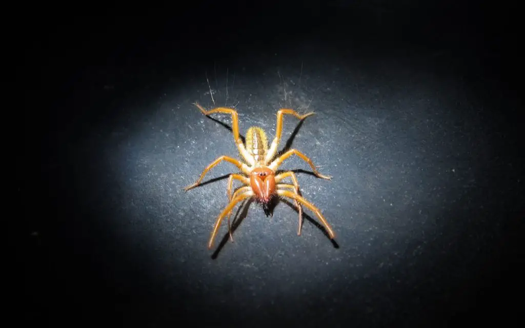 Where does the Camel Spider live?