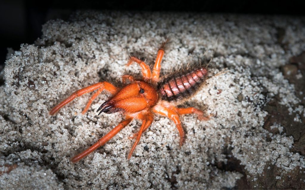 Where does the Camel Spider live?