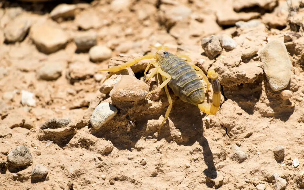 where does the deathstalker scorpion live?