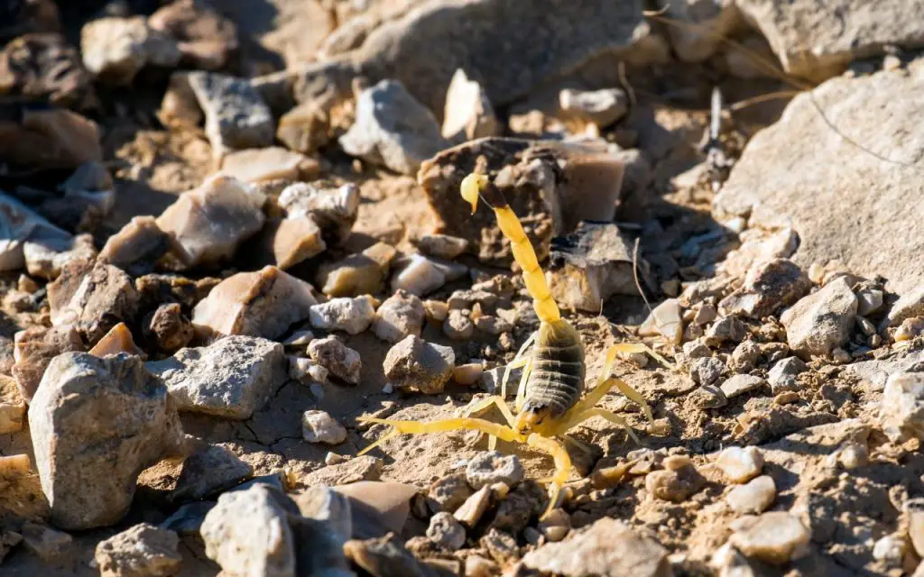 where does the deathstalker scorpion live?