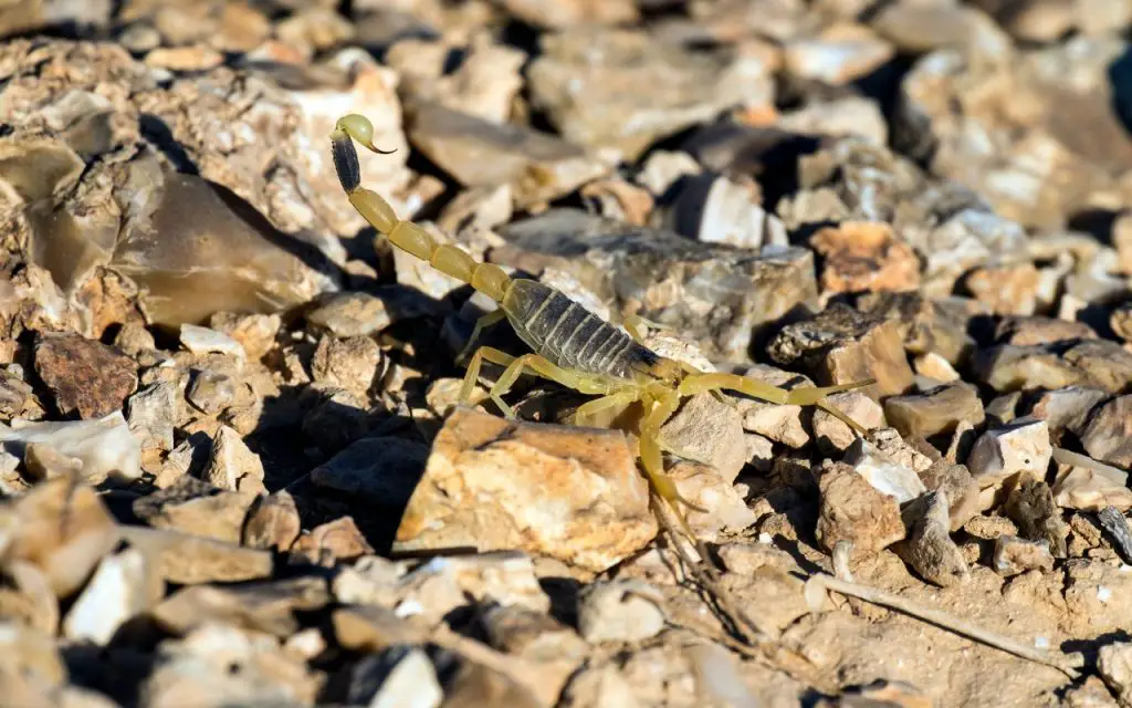 where does the deathstalker scorpion live?