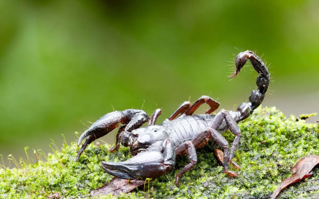 Why does a scorpion sting?