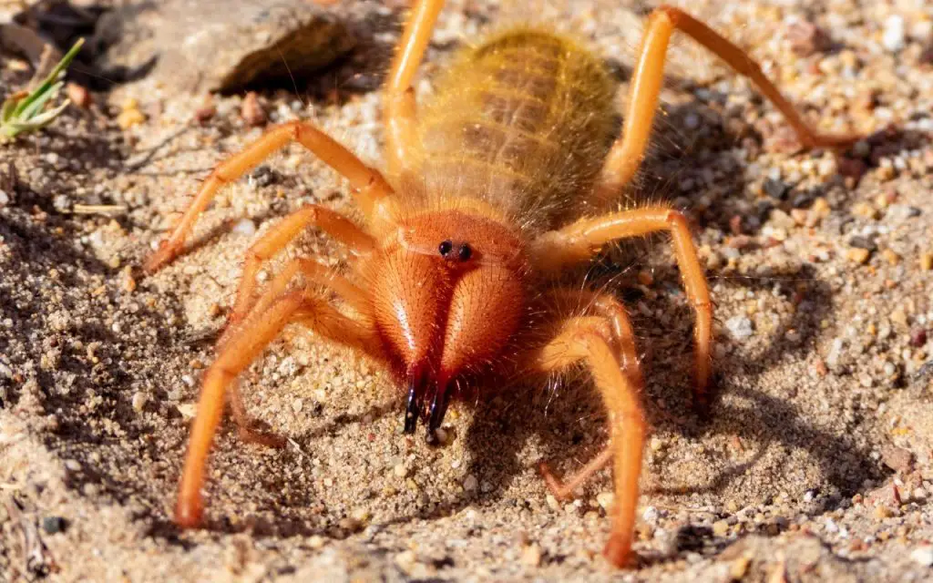 Where does the Camel Spider live?